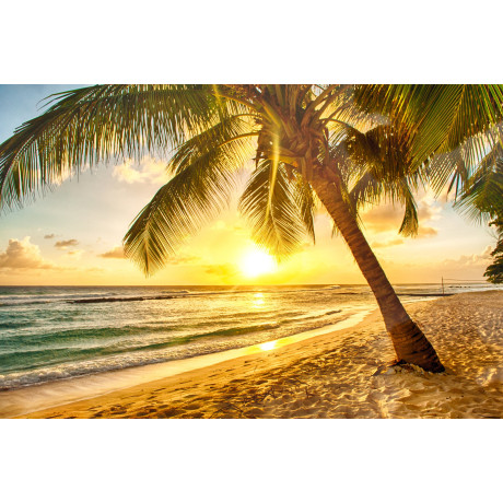 Papermoon Fotobehang Barbados Palm Beach