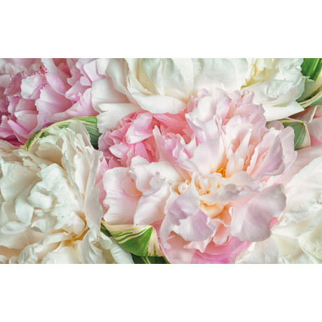 Papermoon Fotobehang Blooming Peonies