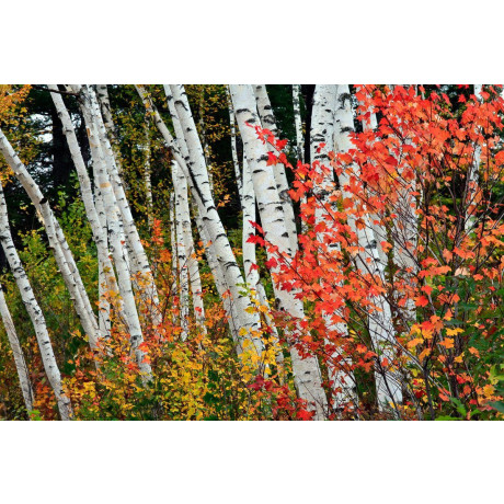 Papermoon Fotobehang Herfst berkenbos Vliesbehang, eersteklas digitale print