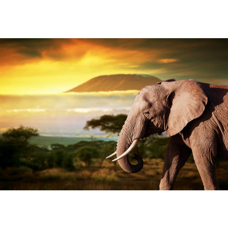 Papermoon Fotobehang Olifant van Kilimanjaro Vliesbehang, eersteklas digitale print