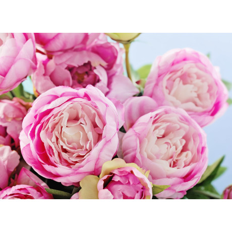 Papermoon Fotobehang Pink Peony Flowers