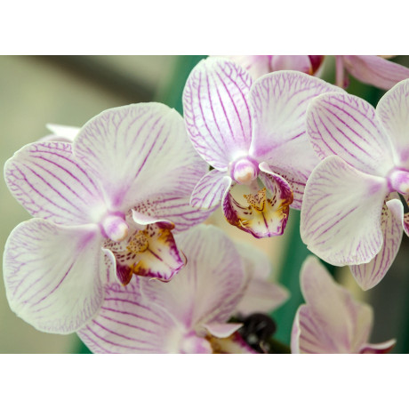 Papermoon Fotobehang White orchidee