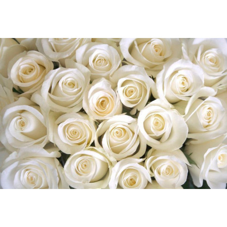 Papermoon Fotobehang White Roses