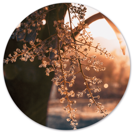 Wanddecoratie cirkel Woods | Label2X