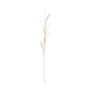 Decoratie Planta Olive | Urban Nature Culture