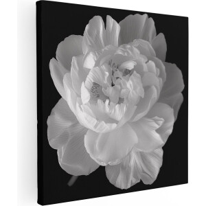 Artaza Canvas Schilderij Witte Pioenroos op een Zwarte Achtergrond - Bloemen - 50x50 cm - Wanddecoratie Woonkamer - Schilderijen - Muurdecoratie