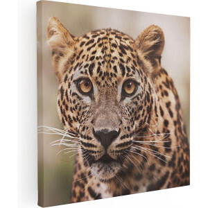 Artaza Canvas Schilderij Luipaard - 50x50 cm - Wanddecoratie Dieren - Muurdecoratie Jungle - Schilderijen Op Canvas