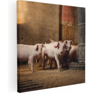 Artaza Canvas Schilderij Varkens op een Boerderij Stal - 60x60 - Foto Op Canvas - Canvas Print
