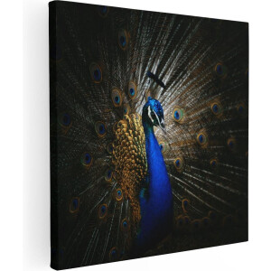 Artaza Canvas Schilderij Blauwe Pauw Met Grote Veren - 30x30 - Klein - Foto Op Canvas - Canvas Print