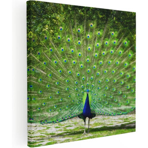 Artaza Canvas Schilderij Pauw Met Grote Kleurrijke Veren - 70x70 - Foto Op Canvas - Canvas Print