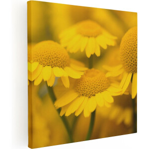 Artaza Canvas Schilderij Gele Kamille Bloemen - 40x40 - Klein - Foto Op Canvas - Canvas Print