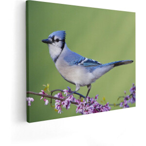 Artaza Canvas Schilderij Blauwe Gaai Vogel Op Een Tak - Kleur - 100x80 - Groot - Foto Op Canvas - Canvas Print