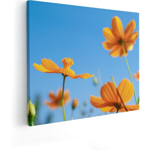 Artaza Canvas Schilderij Cosmea Bloemen - 50x40 cm - Wanddecoratie Bloemen - Schilderijen Op Canvas Woonkamer