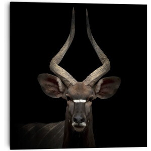 Antilope Nyala - Schilderij 30 x 30 cm