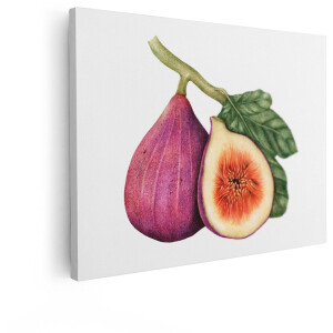 Artaza Canvas Schilderij Gedetailleerde Illustratie van een Paarse Vijg - één Heel en één Doorgesneden - 120x90 cm - Groot - Wanddecoratie Woonkamer - Schilderijen - Muurdecoratie