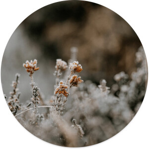 Label2X - Muurcirkel little orange - Ø 120 cm - Forex - Multicolor - Wandcirkel - Rond Schilderij - Muurdecoratie Cirkel - Wandecoratie rond - Decoratie voor woonkamer of slaapkamer