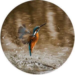 Label2X - Muurcirkel water bird - Ø 60 cm - Forex - Multicolor - Wandcirkel - Rond Schilderij - Muurdecoratie Cirkel - Wandecoratie rond - Decoratie voor woonkamer of slaapkamer