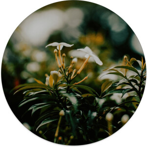 Label2X - Muurcirkel whiteflower - Ø 140 cm - Dibond - Multicolor - Wandcirkel - Rond Schilderij - Muurdecoratie Cirkel - Wandecoratie rond - Decoratie voor woonkamer of slaapkamer