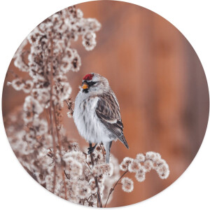 Label2X - Muurcirkel birdy - Ø 60 cm - Dibond - Multicolor - Wandcirkel - Rond Schilderij - Muurdecoratie Cirkel - Wandecoratie rond - Decoratie voor woonkamer of slaapkamer