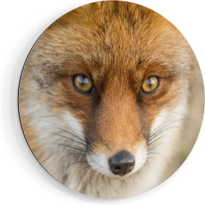 Artaza Dibond Muurcirkel Vossenkop met Bruine Ogen - Vos - Ø 90 cm - Groot - Wandcirkel - Rond Schilderij - Voor Binnen en Buiten