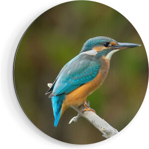 Artaza Dibond Muurcirkel Blauwe IJsvogel Op Een Tak - Ø 70 cm - Wandcirkel - Rond Schilderij - Voor Binnen en Buiten