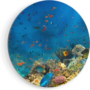 Artaza Dibond Muurcirkel Onderwater Vissen Met Koraal In De Zee - Ø 90 cm - Groot - Wandcirkel - Rond Schilderij - Voor Binnen en Buiten
