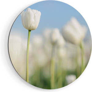 Artaza Dibond Muurcirkel Witte Tulpen - Bloemen - Ø 80 cm - Groot - Wandcirkel - Rond Schilderij - Voor Binnen en Buiten
