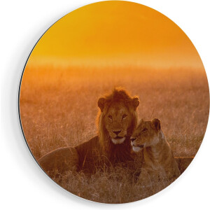 Artaza Dibond Muurcirkel Leeuw En Leeuwin Tijdens Zonsondergang - Ø 80 cm - Groot - Wandcirkel - Rond Schilderij - Voor Binnen en Buiten