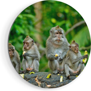 Artaza Dibond Muurcirkel Groep Apen Eten Bananen In Het Bos - Ø 60 cm - Wandcirkel - Rond Schilderij - Voor Binnen en Buiten