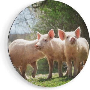 Artaza Dibond Muurcirkel Groep Jonge Varkens - Ø 90 cm - Groot - Wandcirkel - Rond Schilderij - Voor Binnen en Buiten