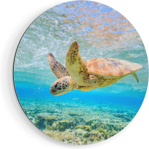 Artaza Dibond Muurcirkel Schildpad Zwemt in de Zee bij het Rif - Ø 80 cm - Groot - Wandcirkel - Rond Schilderij - Voor Binnen en Buiten