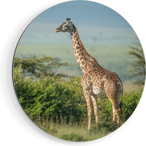 Artaza Dibond Muurcirkel Giraffe In Het Wild Tussen De Struiken - Ø 80 cm - Groot - Wandcirkel - Rond Schilderij - Voor Binnen en Buiten