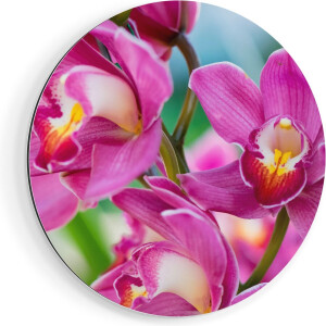 Artaza Dibond Muurcirkel Licht Paarse Orchidee Bloemen  - Ø 80 cm - Groot - Wandcirkel - Rond Schilderij - Voor Binnen en Buiten