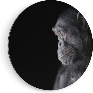 Artaza Dibond Muurcirkel Chimpansee Aap Op Zwart Achtergrond - Ø 40 cm - Klein - Wandcirkel - Rond Schilderij - Voor Binnen en Buiten