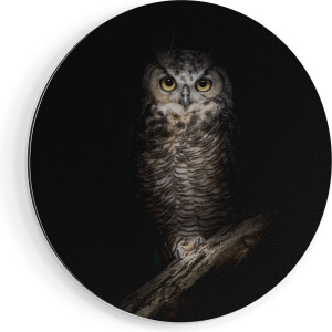 Artaza Dibond Muurcirkel Uil Op Een Tak In De Nacht - Ø 40 cm - Klein - Wandcirkel - Rond Schilderij - Voor Binnen en Buiten