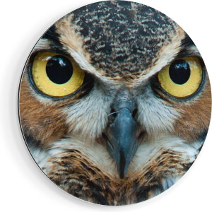 Artaza Dibond Muurcirkel Uil Kop Met Gouden Ogen  - Ø 50 cm - Klein - Wandcirkel - Rond Schilderij - Voor Binnen en Buiten