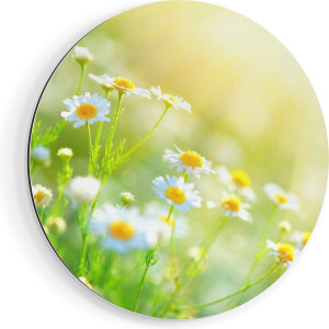 Artaza Dibond Muurcirkel Witte Kamille Bloemen Met Zonneschijn - Ø 40 cm - Klein - Wandcirkel - Rond Schilderij - Voor Binnen en Buiten