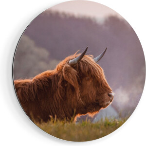 Artaza Dibond Muurcirkel Schotse Hooglander Koe Ligt In Het Gras - Ø 60 cm - Wandcirkel - Rond Schilderij - Voor Binnen en Buiten