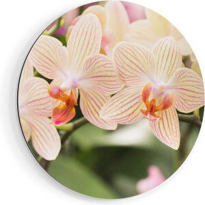 Artaza Dibond Muurcirkel Gestreepte Witte Orchidee Bloemen - Ø 70 cm - Wandcirkel - Rond Schilderij - Voor Binnen en Buiten