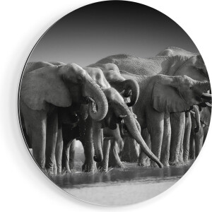 Artaza Dibond Muurcirkel Groep Olifanten Bij Het Water - Zwart Wit - Ø 80 cm - Groot - Wandcirkel - Rond Schilderij - Voor Binnen en Buiten