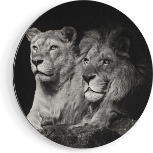 Artaza Dibond Muurcirkel Leeuw En Leeuwin - Zwart Wit - Ø 90 cm - Groot - Wandcirkel - Rond Schilderij - Voor Binnen en Buiten