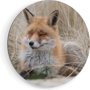 Artaza Dibond Muurcirkel Vos in de Duinen  - Ø 40 cm - Klein - Wandcirkel - Rond Schilderij - Voor Binnen en Buiten