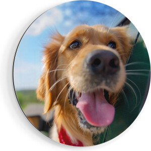 Artaza Dibond Muurcirkel Golden Retriever Hond Uit Een Auto Raam - Ø 70 cm - Wandcirkel - Rond Schilderij - Voor Binnen en Buiten