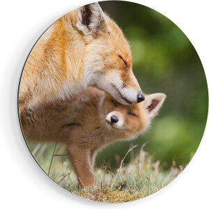 Artaza Dibond Muurcirkel Moeder Vos met haar Welp  - Ø 40 cm - Klein - Wandcirkel - Rond Schilderij - Voor Binnen en Buiten