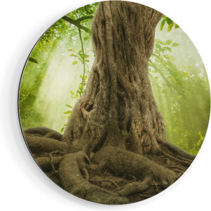 Artaza Dibond Muurcirkel Grote Boom In Het Bos Met Wortels - Ø 90 cm - Groot - Wandcirkel - Rond Schilderij - Voor Binnen en Buiten
