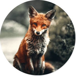 Label2X - Schilderij - Vos Ø - Multicolor - 30 X 30 Cm