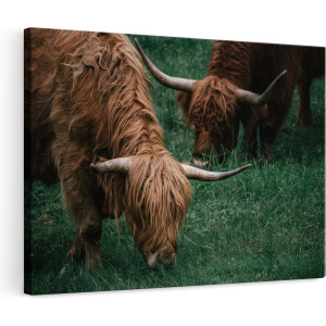 Artaza Canvas Schilderij Schotse Hooglander - 120x80 cm - Groot - Wanddecoratie Woonkamer - Muurdecoratie Dieren - Schilderijen Op Canvas