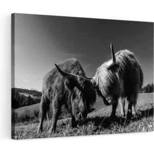 Artaza Canvas Schilderij Schotse Hooglander - 120x80 cm - Groot - Wanddecoratie Zwart Wit - Muurdecoratie Woonkamer - Schilderijen Op Canvas