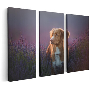 Artaza Canvas Schilderij Drieluik Retriever Hond Tussen De Lavendel Bloemen - 120x80 - Foto Op Canvas - Canvas Print