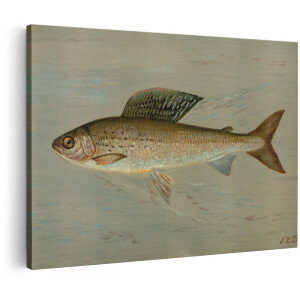 Artaza Canvas Schilderij Vis - 150x100 cm - Groot - Wanddecoratie Vintage - Muurdecoratie Natuur - Decoratie Dieren - Schilderijen Op Canvas